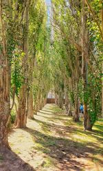 Trees in park