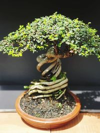 bonsai