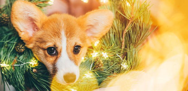 New year dog, corgi puppy with christmas wreath.