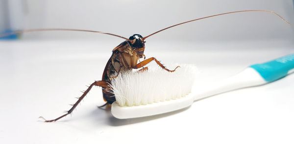 Close-up of insect on white background