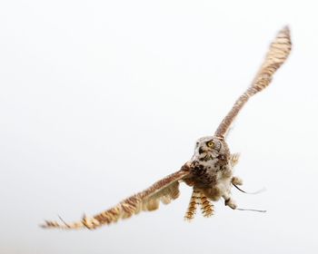 Low angle view of owl flying against clear sky