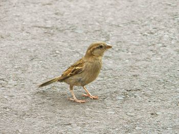 Close-up of bird on farm