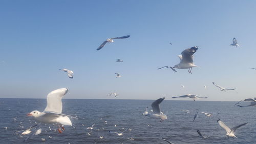 Seagulls flying over sea against clear sky