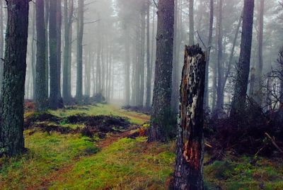 Pine trees in forest