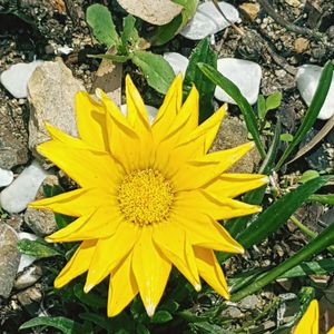 High angle view of yellow flowering plant