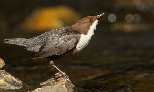 Close-up of bird perching on rock