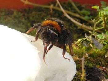 Close-up of bee on flower