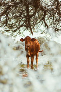 Cow on land against trees