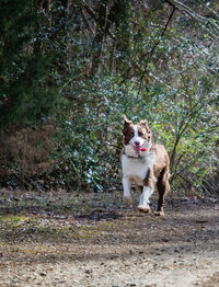 Dog running in the forest