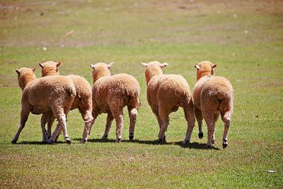 Sheep grazing in a field