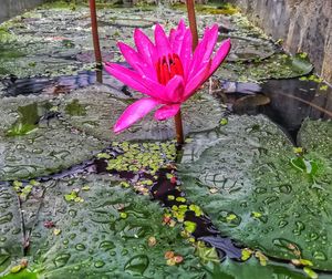 Close-up of lotus water lily