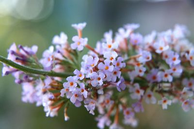 Close-up of fresh flowers blooming in tree