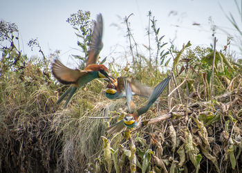 View of birds eating
