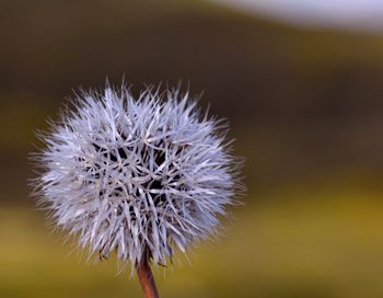 Close-up of thistle