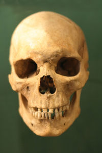 Close-up of human skull