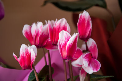 Close-up of pink water lily