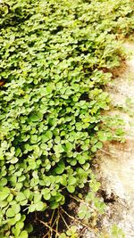 High angle view of ivy growing on field