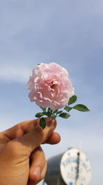 Close-up of hand holding pink rose