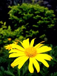 Close-up of yellow flower blooming outdoors