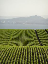 Undulating field with crop rows in foreground with view to edinburgh across the firth of forth