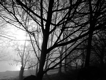 Trees against sky