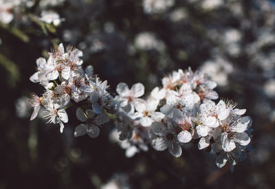 Close-up of cherry blossom