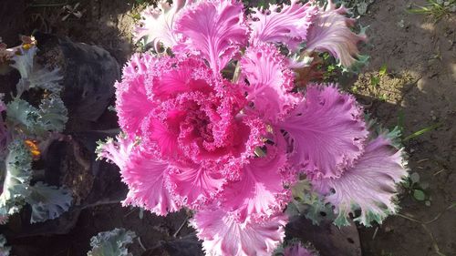 Close-up of flowers