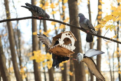 Low angle view of birds perching on tree