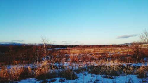 Trees on field against clear blue sky during winter