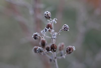 Close-up of plant