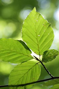 Close-up of leaves on branch