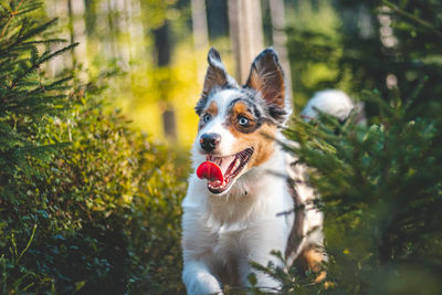 Close-up of dog