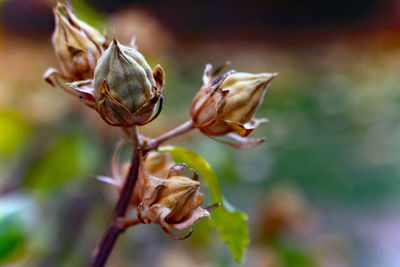 Close-up of wilted plant