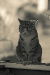 Portrait of cat sitting outdoors