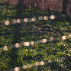 Close-up view of grass