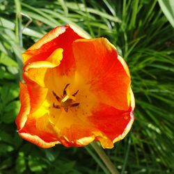 Close-up of orange flower blooming outdoors