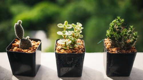 Close-up of potted plant on table