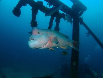 Fish swimming in sea