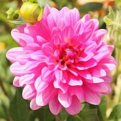 Close-up of pink flowers