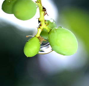 Close-up of fruit growing on plant