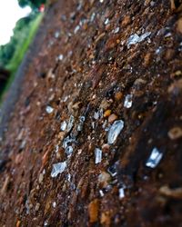 Close-up of lichen on tree trunk
