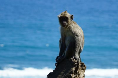 Monkey looking away against sea