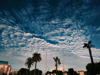 Low angle view of palm trees against sky