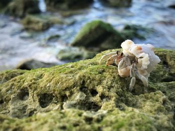 Close-up of rocks on rock