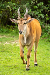 Common eland walks over grass towards camera