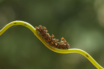 Close up of beautiful caterpillar