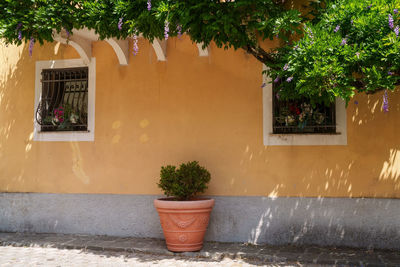 Potted plant against wall