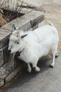 High angle view of sheep