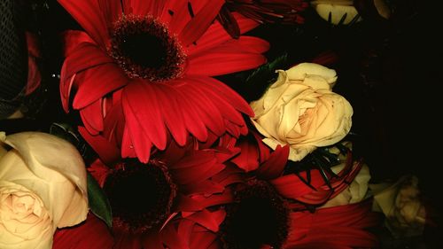 Close-up of red rose