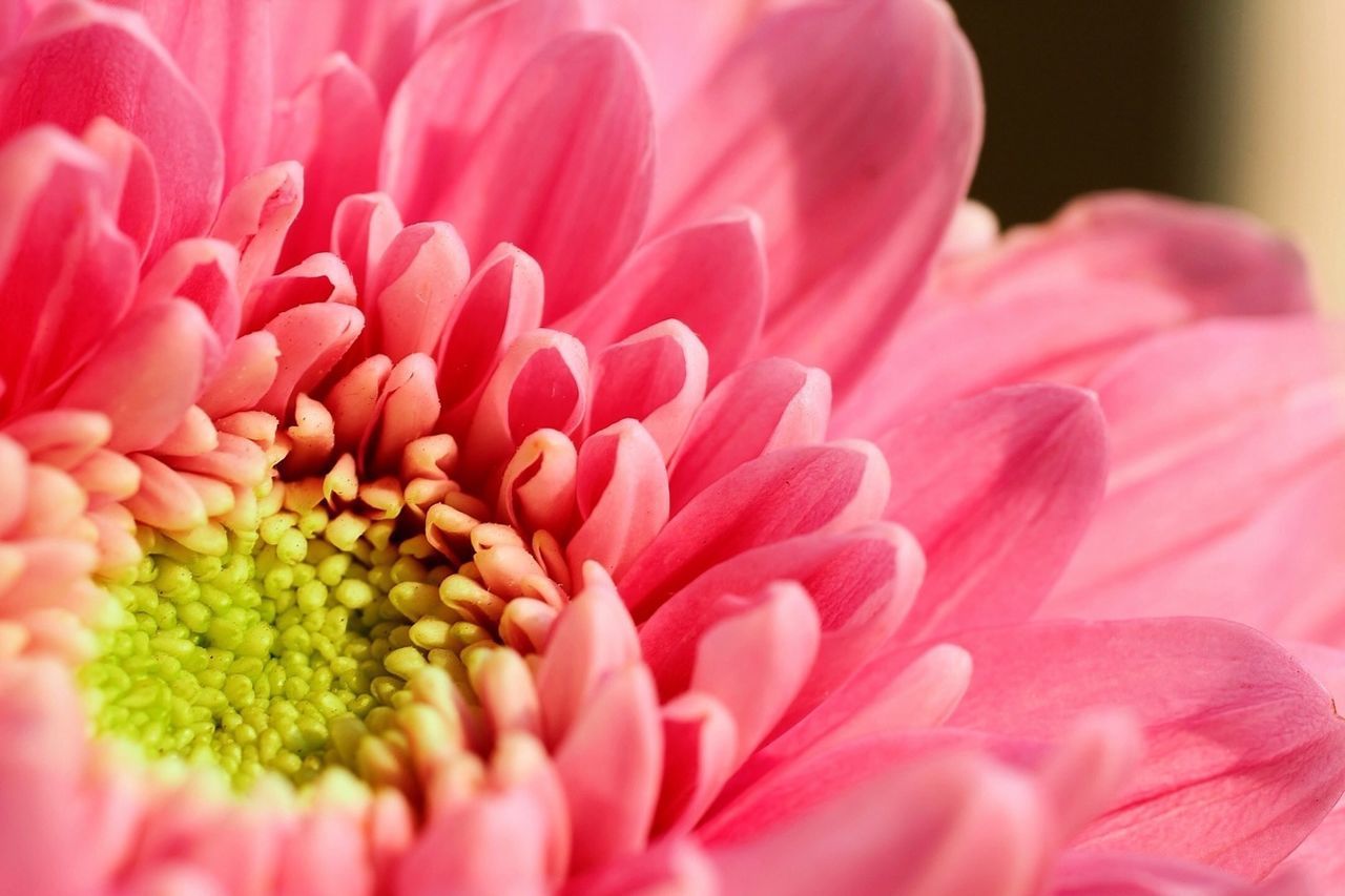 flower, petal, freshness, flower head, fragility, beauty in nature, growth, close-up, pink color, nature, pollen, single flower, blooming, selective focus, pink, red, plant, macro, stamen, in bloom